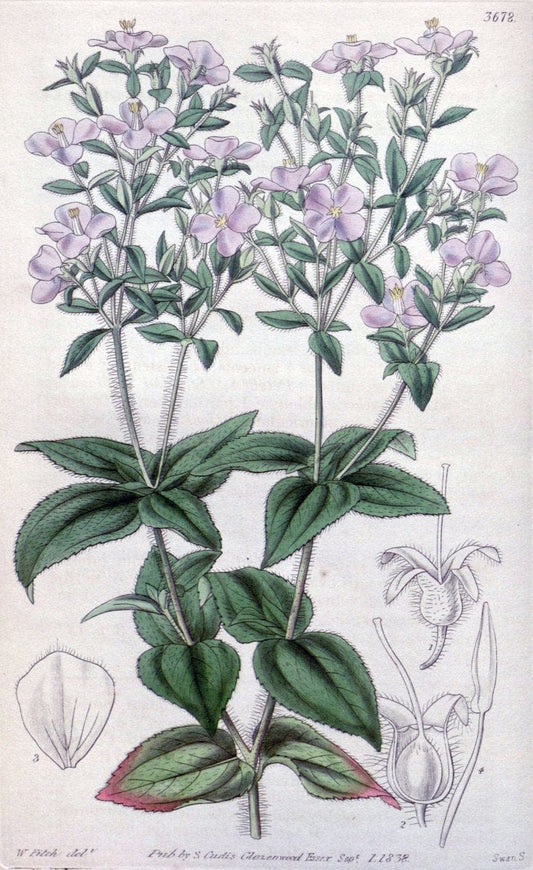 Curtis's botanical magazine..London ;New York [etc.] :Academic Press [etc.]. |  | Vintage Print Reproduction 452200