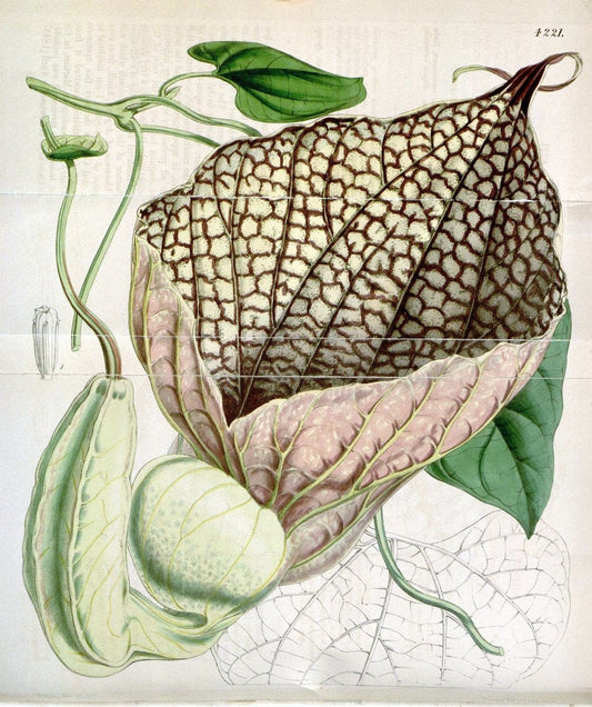 Curtis's botanical magazine. London ;New York [etc.] :Academic Press [etc.]. | Botany Periodicals "Pictorial works"  | Vintage Print Reproduction 452201