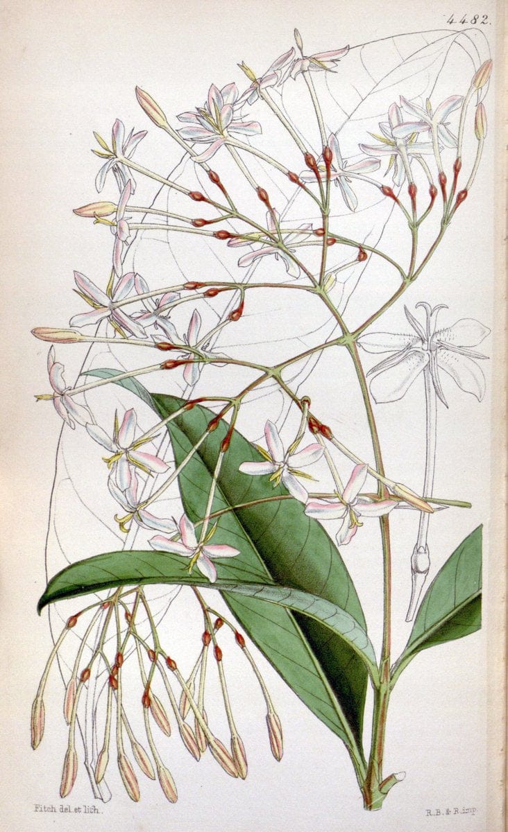 Curtis's botanical magazine. London ;New York [etc.] :Academic Press [etc.]. | Botany Periodicals "Pictorial works"  | Vintage Print Reproduction 452205