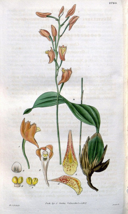 Curtis's botanical magazine. London ;New York [etc.] :Academic Press [etc.]. | Botany Periodicals "Pictorial works"  | Vintage Print Reproduction 452206