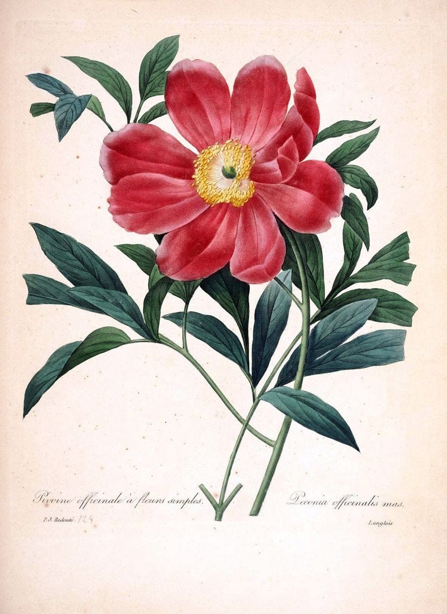 Choix des plus belles fleurs :.Paris:Ernest Panckoucke,[1833].. |  | Vintage Print Reproduction 452208