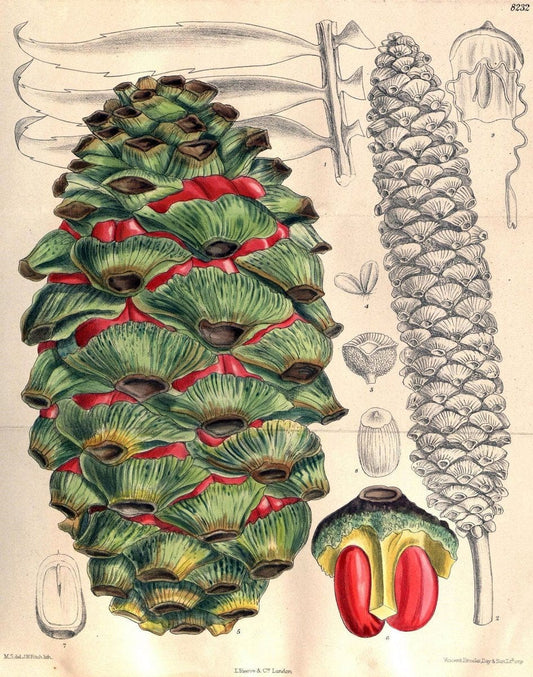 Curtis's botanical magazine. London ; New York [etc.] :Academic Press [etc.]. | "Botanical illustration" Botany Periodicals "Pictorial works" "Plants, Ornamental"  | Vintage Print Reproduction 452210