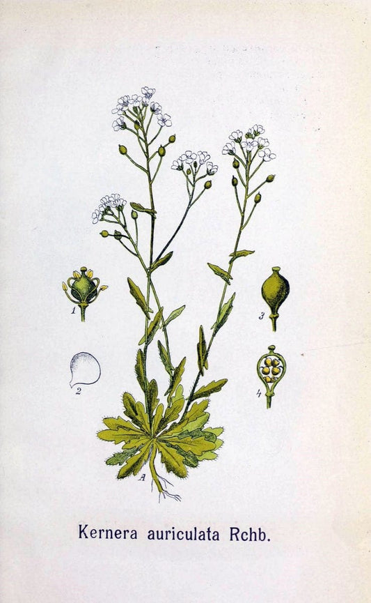 Contributiuni la flora Judetului Neamtu :.BucuresÃŒÂ¦ti :Speranta,1908.  | Plants Romania | Vintage Print Reproduction 452211