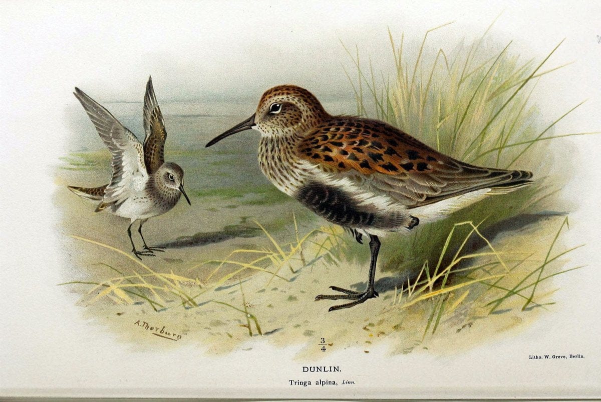 Coloured figures of the birds of the British Islands / issued by Lord Lilford. London :R | Birds "Great Britain" "Pictorial works"  | Vintage Print Reproduction 452212