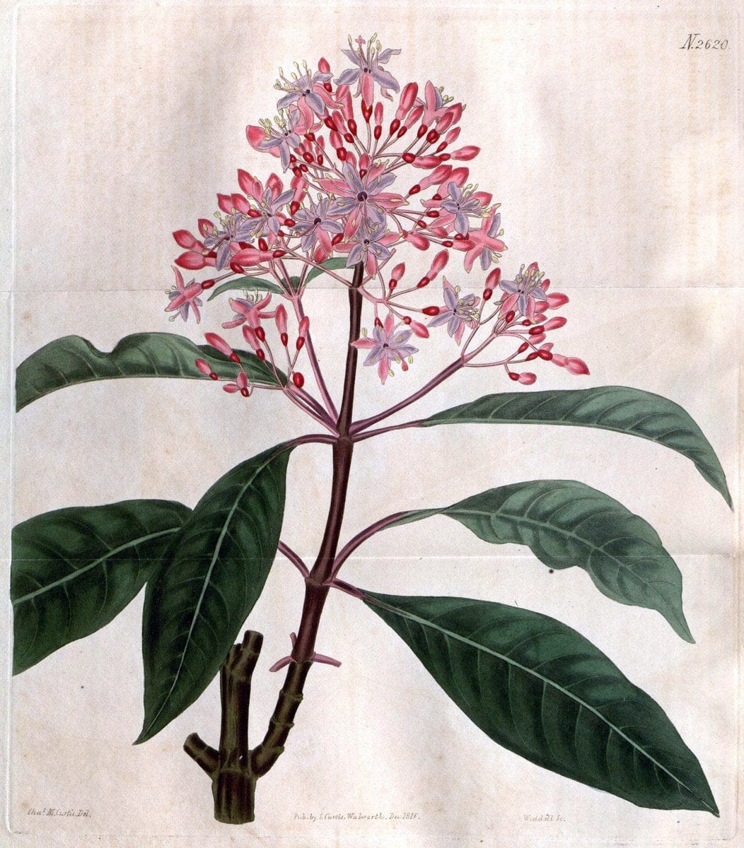Curtis's botanical magazine. London ; New York [etc.] :Academic Press [etc.]. | "Botanical illustration" Botany Periodicals "Pictorial works" "Plants, Ornamental"  | Vintage Print Reproduction 452214