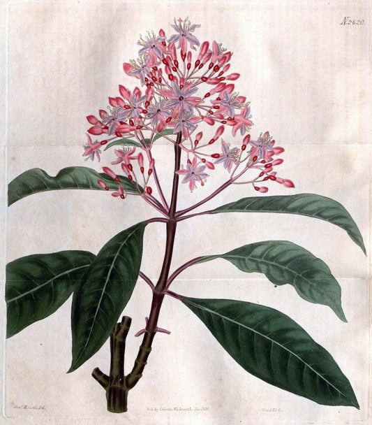 Curtis's botanical magazine. London ; New York [etc.] :Academic Press [etc.]. | "Botanical illustration" Botany Periodicals "Pictorial works" "Plants, Ornamental"  | Vintage Print Reproduction 452214