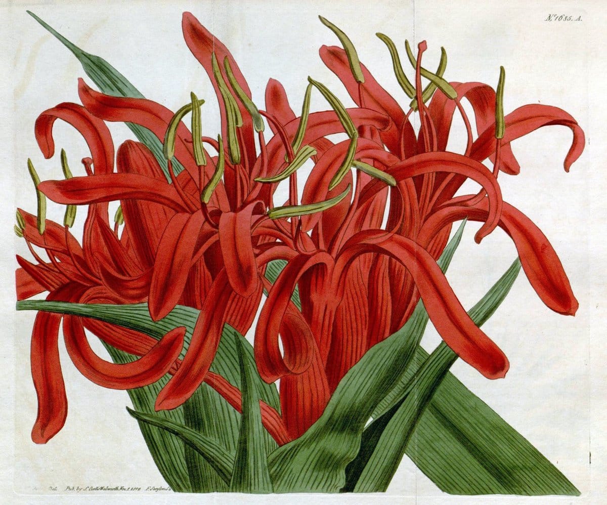 Curtis's botanical magazine. London ; New York [etc.] :Academic Press [etc.]. | "Botanical illustration" Botany Periodicals "Pictorial works" "Plants, Ornamental"  | Vintage Print Reproduction 452216