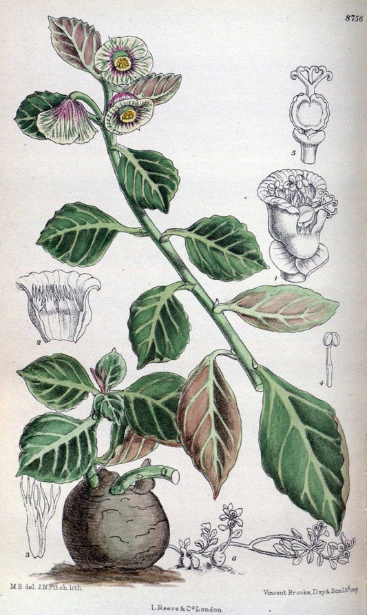 Curtis's botanical magazine. London ; New York [etc.] :Academic Press [etc.]. | "Botanical illustration" Botany Periodicals "Pictorial works" "Plants, Ornamental"  | Vintage Print Reproduction 452217