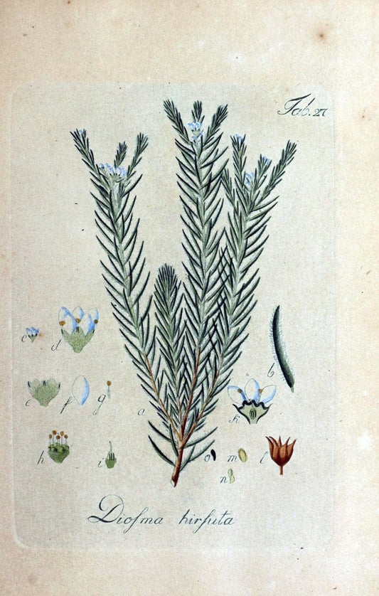 Collectio plantarum tam exoticarum, quam indigenarum, cum delineatione, descriptione cul | Botany | Vintage Print Reproduction 452218
