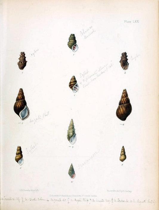Conchologia indica,.London,1870-1876.. |  | Vintage Print Reproduction 452219