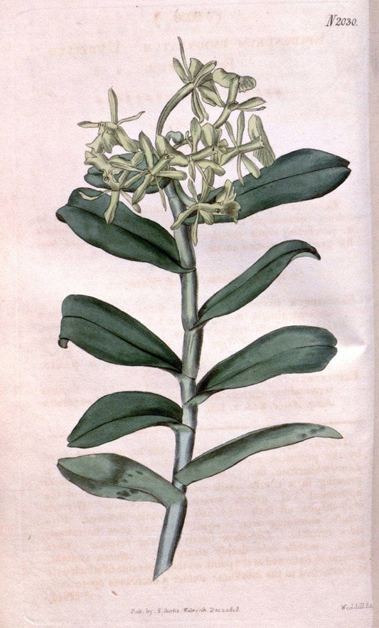 Curtis's botanical magazine. London ; New York [etc.] :Academic Press [etc.]. | "Botanical illustration" Botany Periodicals "Pictorial works" "Plants, Ornamental"  | Vintage Print Reproduction 452221