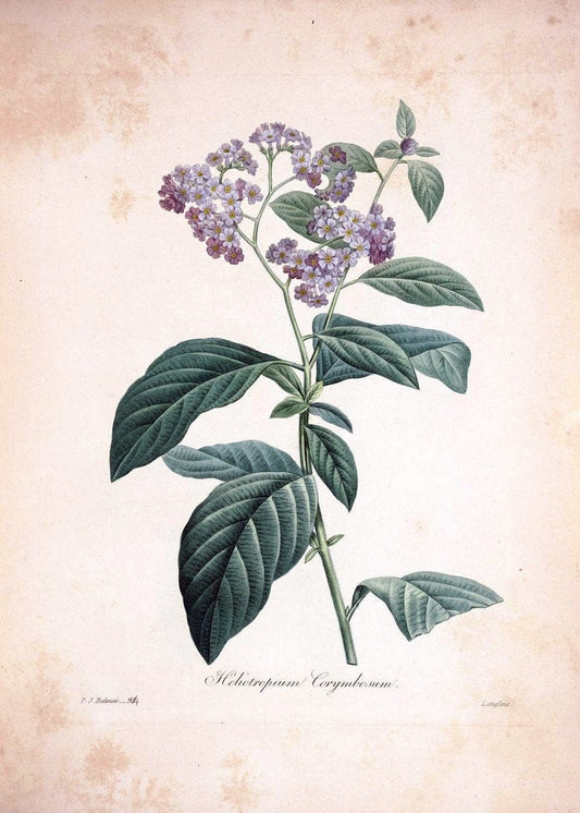Choix des plus belles fleurs :.Paris:Ernest Panckoucke,[1833].. |  | Vintage Print Reproduction 452222