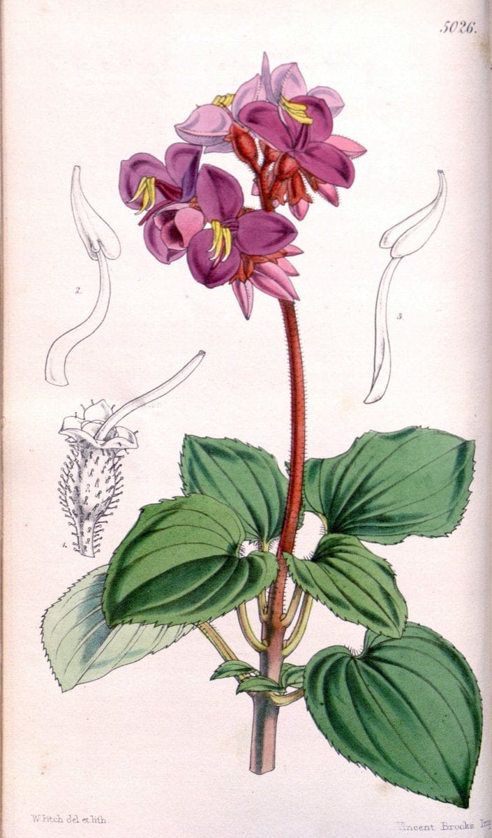 Curtis's botanical magazine. London ; New York [etc.] :Academic Press [etc.]. | "Botanical illustration" Botany Periodicals "Pictorial works" "Plants, Ornamental"  | Vintage Print Reproduction 452224