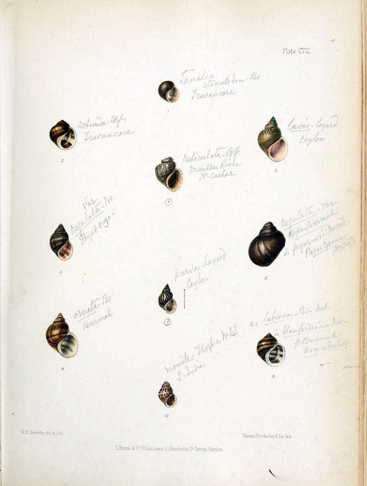 Conchologia indica,.London,1870-1876.. |  | Vintage Print Reproduction 452225