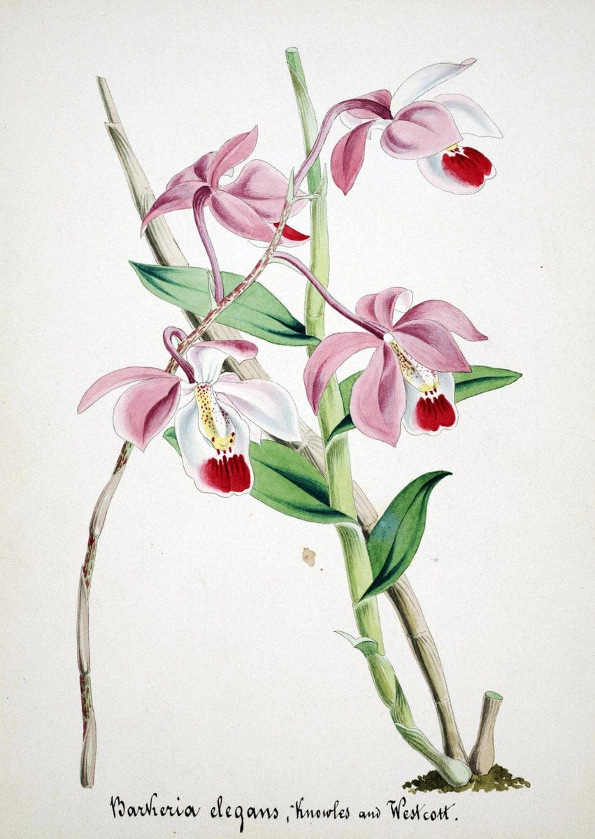Collection d'orchideÃŒÂes.[S.l. :s.n.,18--]. | "Botanical illustration" Orchidaceae "Orchidaceae in art" "Pictorial works"  | Vintage Print Reproduction 452226