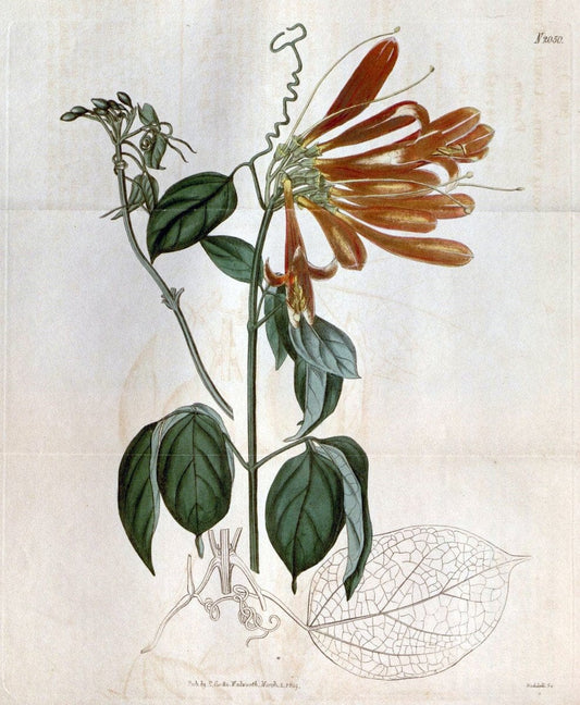 Curtis's botanical magazine. London ; New York [etc.] :Academic Press [etc.]. | "Botanical illustration" Botany Periodicals "Pictorial works" "Plants, Ornamental"  | Vintage Print Reproduction 452227