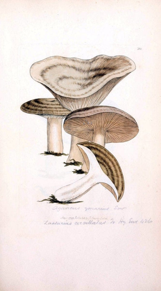 Coloured figures of English fungi or mushrooms. London,Printed by J. Davis,1797-[1809]. | England Mushrooms  | Vintage Print Reproduction 452229