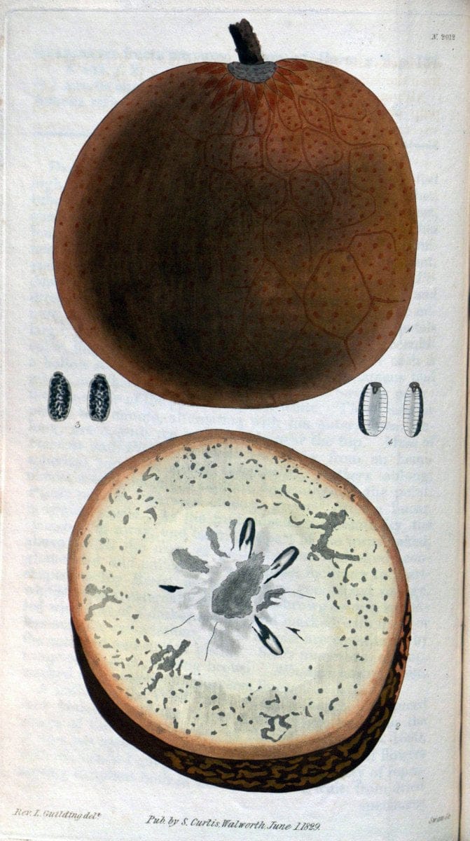 Curtis's botanical magazine. London ; New York [etc.] :Academic Press [etc.]. | "Botanical illustration" Botany Periodicals "Pictorial works" "Plants, Ornamental"  | Vintage Print Reproduction 452231