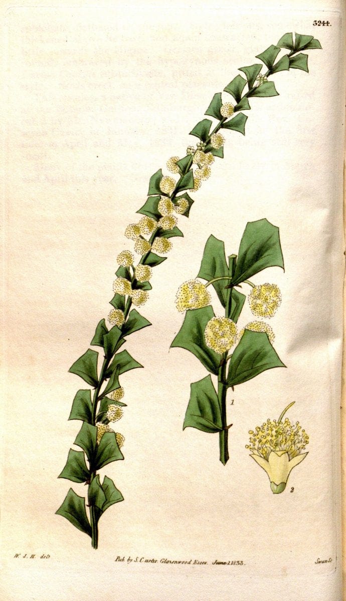 Curtis's botanical magazine. London ; New York [etc.] :Academic Press [etc.]. | "Botanical illustration" Botany Periodicals "Pictorial works" "Plants, Ornamental"  | Vintage Print Reproduction 452232