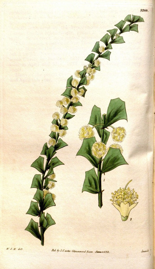Curtis's botanical magazine. London ; New York [etc.] :Academic Press [etc.]. | "Botanical illustration" Botany Periodicals "Pictorial works" "Plants, Ornamental"  | Vintage Print Reproduction 452232