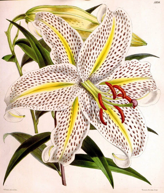 Curtis's botanical magazine. London ; New York [etc.] :Academic Press [etc.]. | "Botanical illustration" Botany Periodicals "Pictorial works" "Plants, Ornamental"  | Vintage Print Reproduction 452234