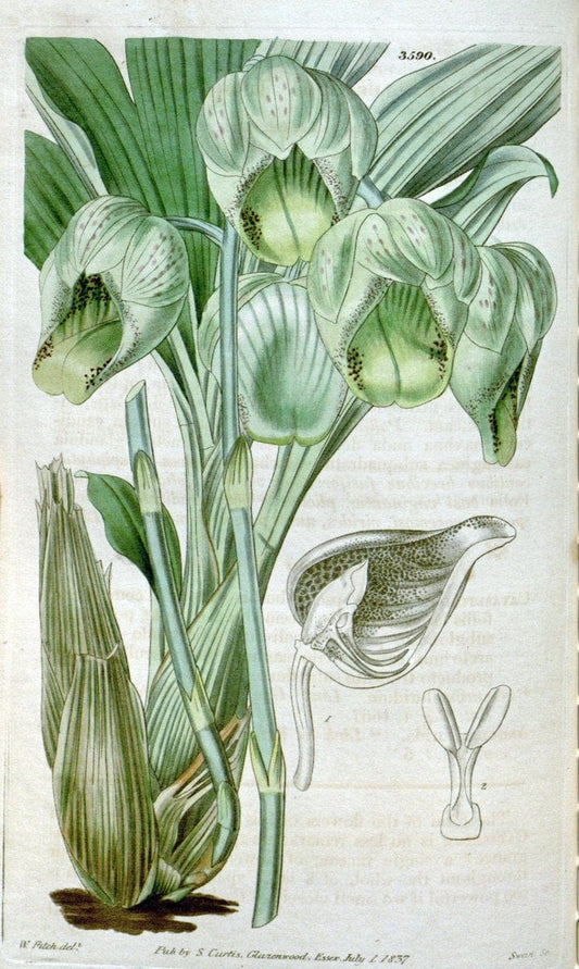 Curtis's botanical magazine. London ; New York [etc.] :Academic Press [etc.]. | "Botanical illustration" Botany Periodicals "Pictorial works" "Plants, Ornamental"  | Vintage Print Reproduction 452235