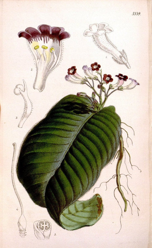 Curtis's botanical magazine. London ; New York [etc.] :Academic Press [etc.]. | "Botanical illustration" Botany Periodicals "Pictorial works" "Plants, Ornamental"  | Vintage Print Reproduction 452236
