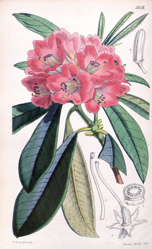Curtis's botanical magazine. London ; New York [etc.] :Academic Press [etc.]. | "Botanical illustration" Botany Periodicals "Pictorial works" "Plants, Ornamental"  | Vintage Print Reproduction 452237