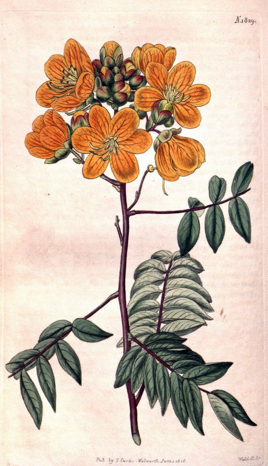 Curtis's botanical magazine. London ; New York [etc.] :Academic Press [etc.]. | "Botanical illustration" Botany Periodicals "Pictorial works" "Plants, Ornamental"  | Vintage Print Reproduction 452238