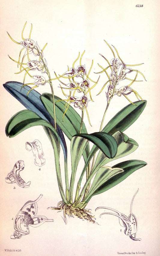 Curtis's botanical magazine. London ; New York [etc.] :Academic Press [etc.]. | "Botanical illustration" Botany Periodicals "Pictorial works" "Plants, Ornamental"  | Vintage Print Reproduction 452239