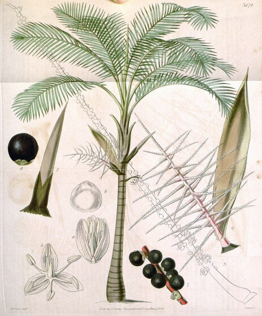 Curtis's botanical magazine. London ; New York [etc.] :Academic Press [etc.]. | "Botanical illustration" Botany Periodicals "Pictorial works" "Plants, Ornamental"  | Vintage Print Reproduction 452240