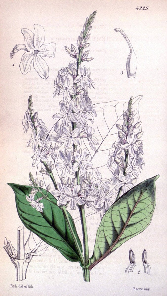 Curtis's botanical magazine. London ;New York [etc.] :Academic Press [etc.]. | Botany Periodicals "Pictorial works"  | Vintage Print Reproduction 452241