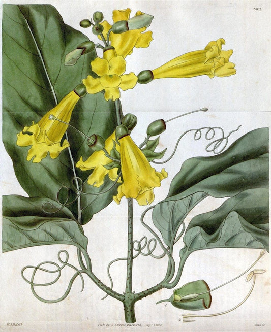 Curtis's botanical magazine. London ;New York [etc.] :Academic Press [etc.]. | Botany Periodicals "Pictorial works"  | Vintage Print Reproduction 452242
