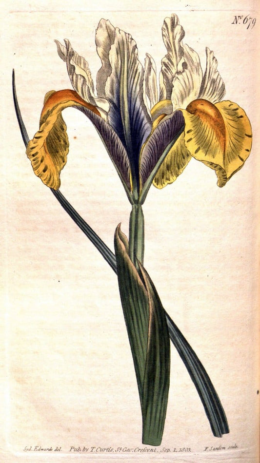 Curtis's botanical magazine. London ;New York [etc.] :Academic Press [etc.]. | Botany Periodicals "Pictorial works"  | Vintage Print Reproduction 452243