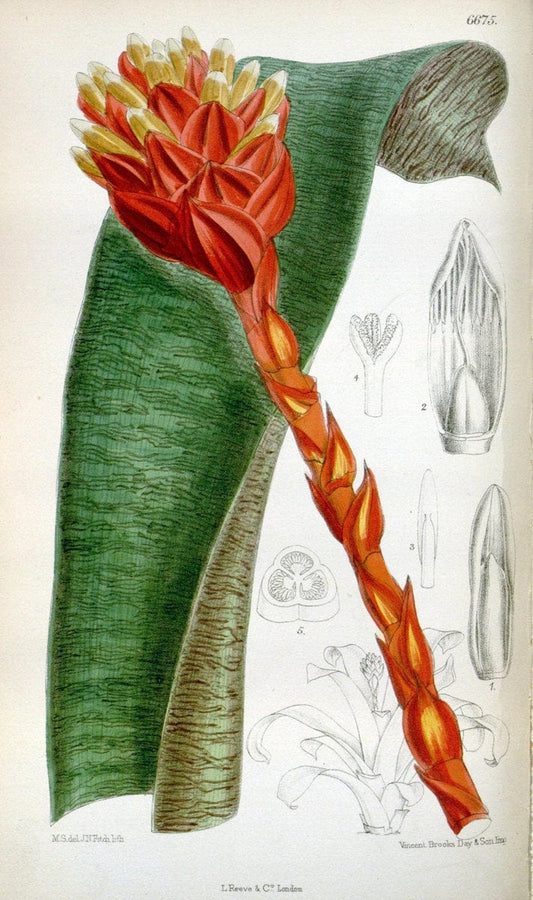 Curtis's botanical magazine. London ; New York [etc.] :Academic Press [etc.]. | "Botanical illustration" Botany Periodicals "Pictorial works" "Plants, Ornamental"  | Vintage Print Reproduction 452244