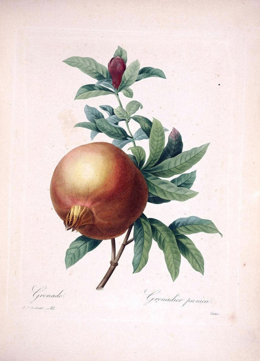Choix des plus belles fleurs :.Paris:Ernest Panckoucke,[1833].. |  | Vintage Print Reproduction 452245