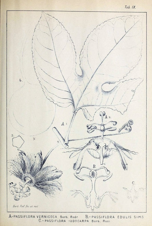 Contributions du Jardin botanique de Rio de Janeiro /.Rio de Janeiro :L'Etoile du Sud,1901-1907.  | Botany Brazil | Vintage Print Reproduction 452246