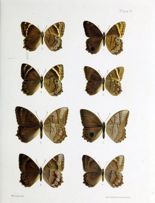 Butterflies from China, Japan, and Corea. London,R.H. Porter,1892-94.  | Butterflies China Japan Korea  | Vintage Print Reproduction 452247