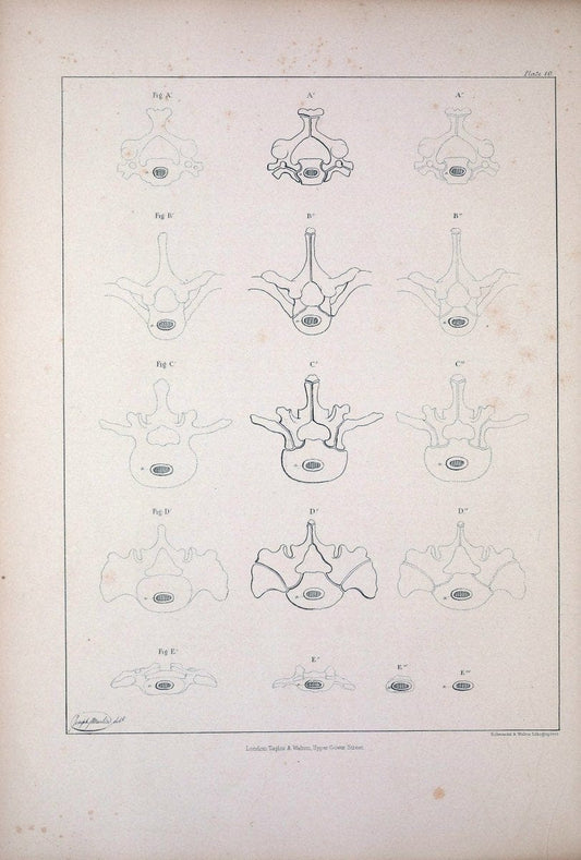 Comparative osteology:.London,Taylor and Walton,1847.  | Bones | Vintage Print Reproduction 452248