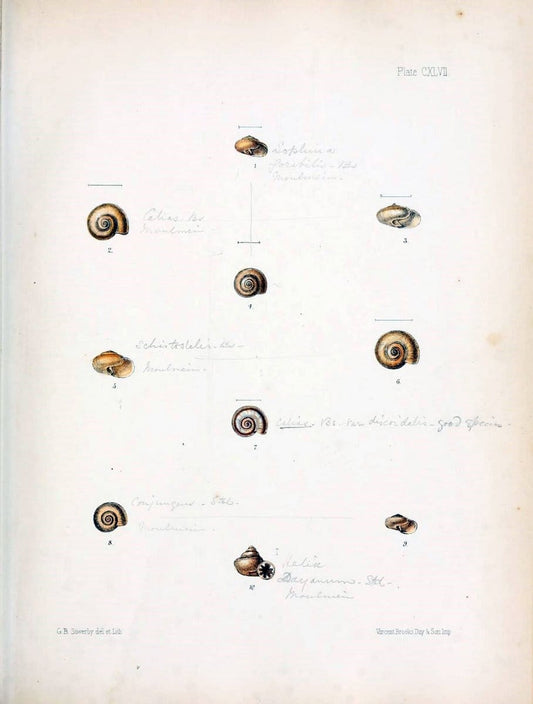Conchologia indica,.London,1870-1876.. |  | Vintage Print Reproduction 452249