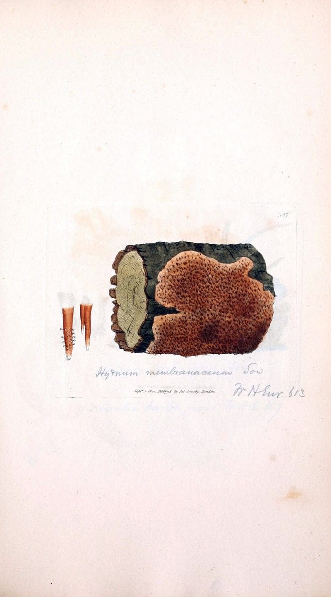 Coloured figures of English fungi or mushrooms. London,Printed by J. Davis,1797-[1809]. | England Mushrooms  | Vintage Print Reproduction 452250