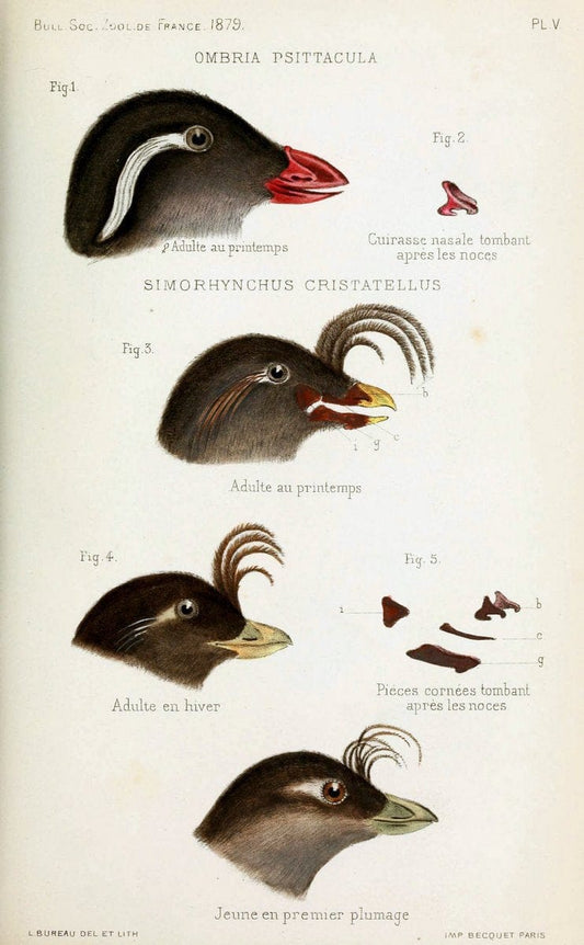 Bulletin de la SociÃ©tÃ© zoologique de France. t.4.Paris:SociÃ©tÃ© zoologique de France. |  | Vintage Print Reproduction 452252