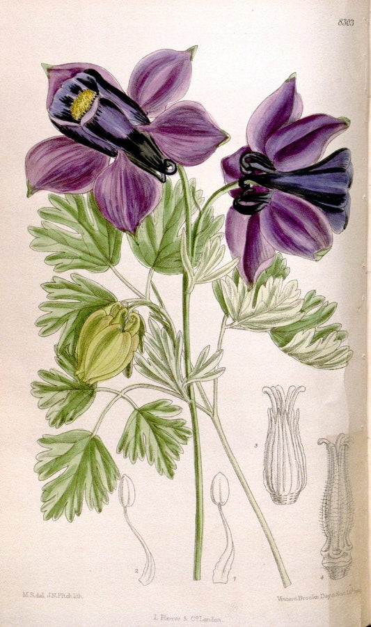 Curtis's botanical magazine. London ; New York [etc.] :Academic Press [etc.]. | "Botanical illustration" Botany Periodicals "Pictorial works" "Plants, Ornamental"  | Vintage Print Reproduction 452253