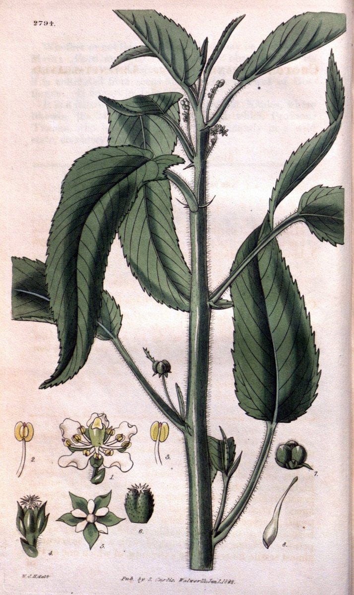 Curtis's botanical magazine. London ; New York [etc.] :Academic Press [etc.]. | "Botanical illustration" Botany Periodicals "Pictorial works" "Plants, Ornamental"  | Vintage Print Reproduction 452257
