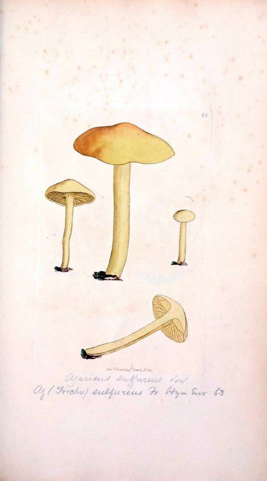 Coloured figures of English fungi or mushrooms. London,Printed by J. Davis,1797-[1809]. | England Mushrooms  | Vintage Print Reproduction 452259
