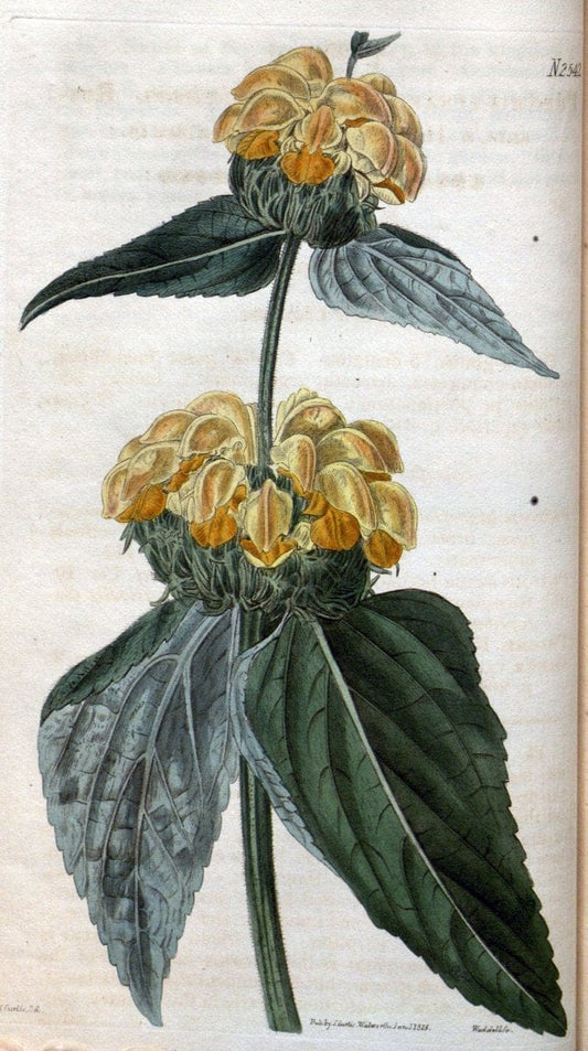 Curtis's botanical magazine. London ; New York [etc.] :Academic Press [etc.]. | "Botanical illustration" Botany Periodicals "Pictorial works" "Plants, Ornamental"  | Vintage Print Reproduction 452261