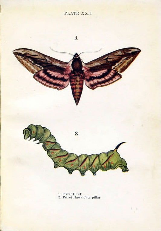 Butterflies and moths,.London & Edinburgh,T.C. & E.C. Jack[1910]. | Butterflies Moths "Cornell University Library" | Vintage Print Reproduction 452264