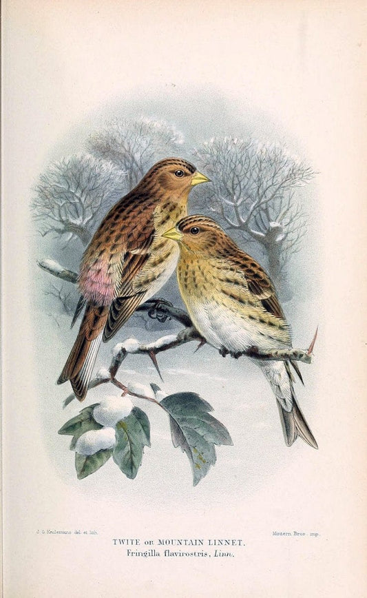 Coloured figures of the birds of the British Islands / issued by Lord Lilford. London :R | 59.82(42) Birds "Great Britain" "Pictorial works"  | Vintage Print Reproduction 452265