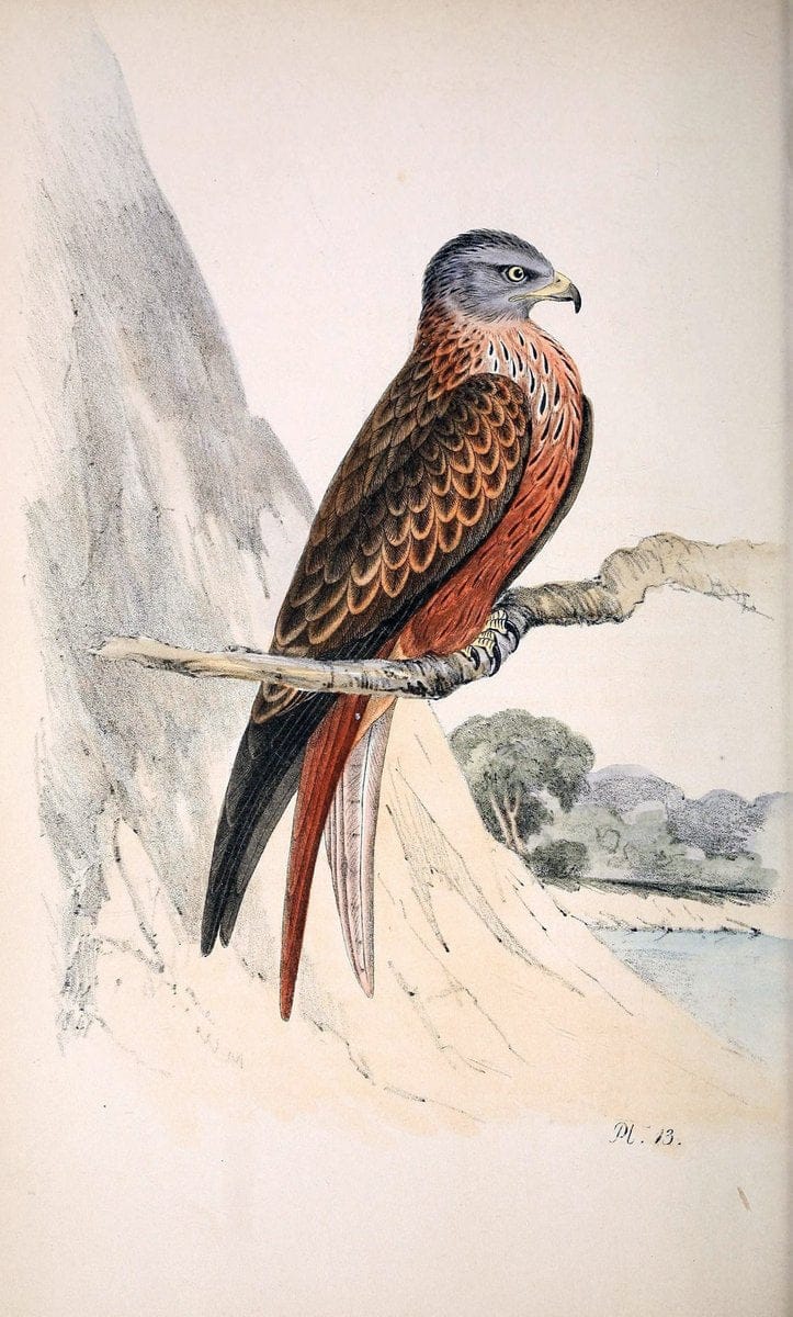 Coloured illustrations of British birds, and their eggs /.London :G.W. Nickisson,1842-1850.. |  | Vintage Print Reproduction 452266