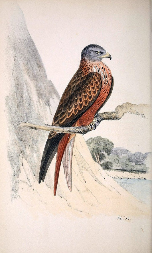 Coloured illustrations of British birds, and their eggs /.London :G.W. Nickisson,1842-1850.. |  | Vintage Print Reproduction 452266